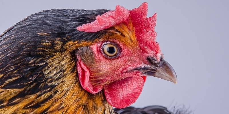 Do Chickens Have Ears