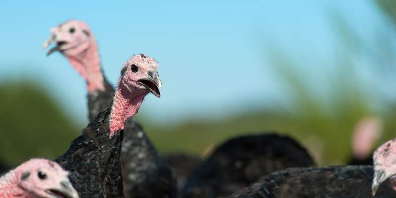 Do Turkeys Eat Ticks