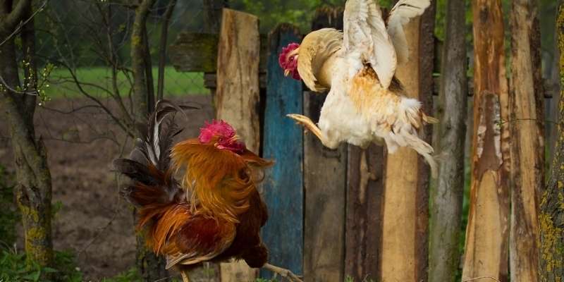 Fighting Rooster Breeds