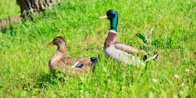 Is Duck a Mammal