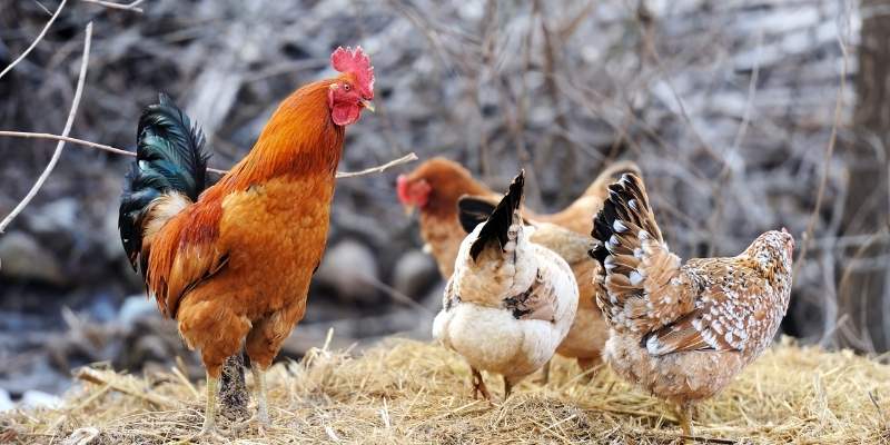 Lemon-Fowl