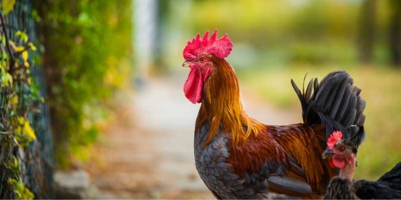 Old-English-Game-Chicken