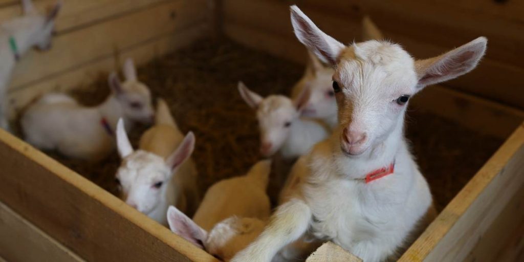 Red Cells for Goats