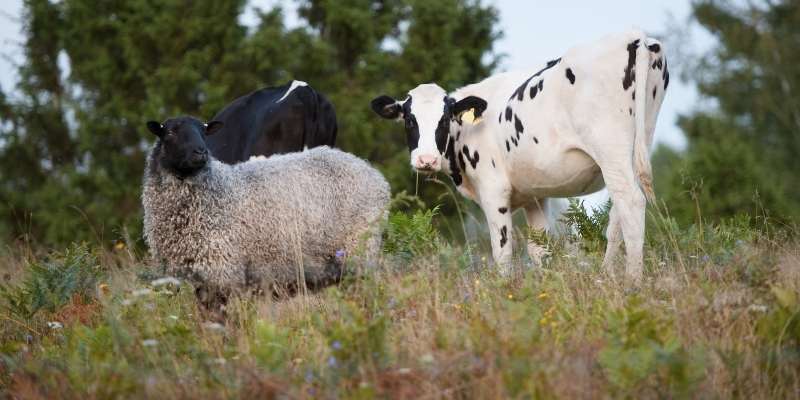 Sheep Manure vs Cow Manure