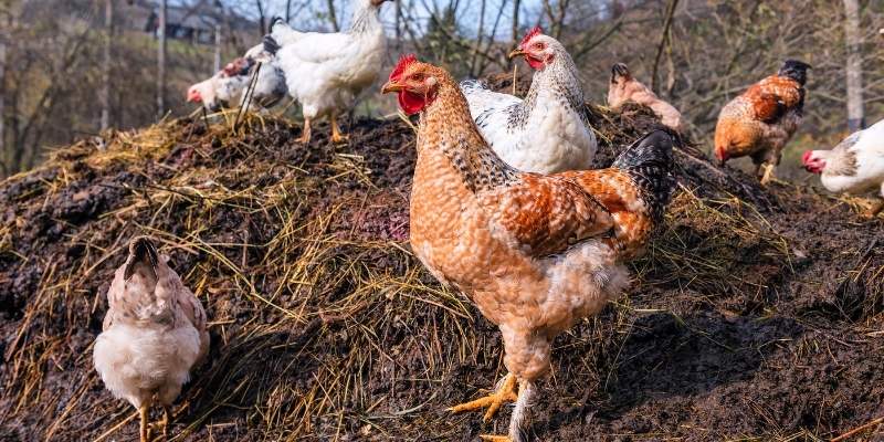 What Plants Like Chicken Manure