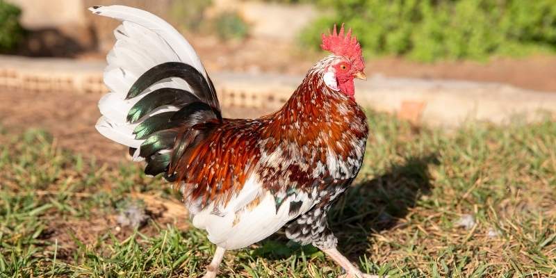 Whitehackle