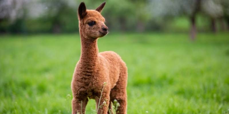alpaca
