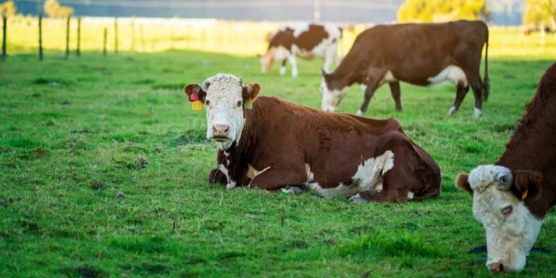 cattle-farm