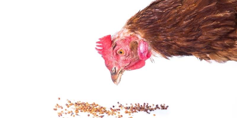 chicken-and-raisin