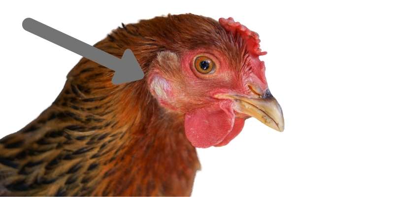chicken-earlobe
