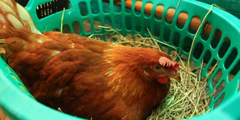 chicken-ears