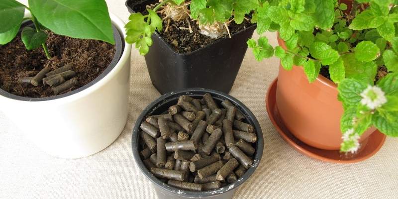 chicken-manure