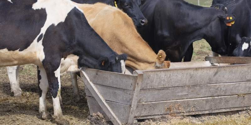 Can Cows Eat Carrots? 3 Ways to Feed cows