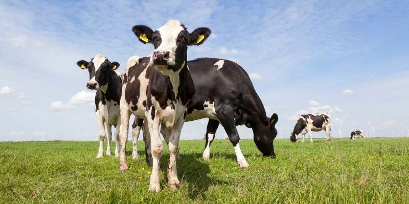 female-cow