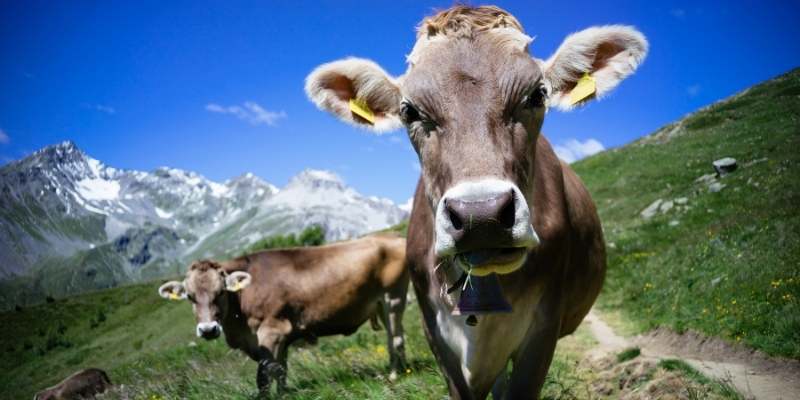 male-cow