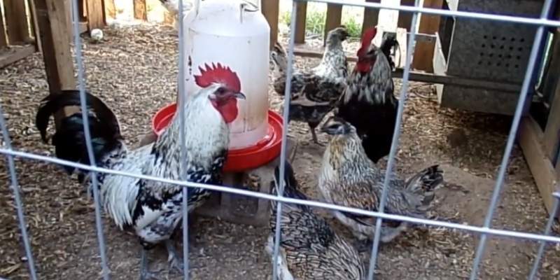 mosaic-chicken-breed