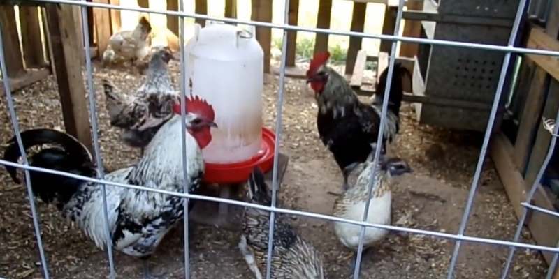 mosaic chicken