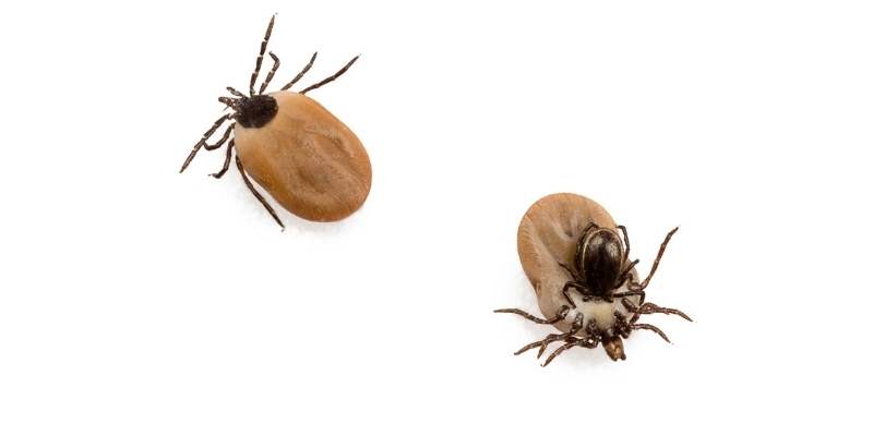 ticks