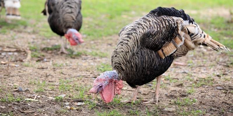 turkey-eating-ticks