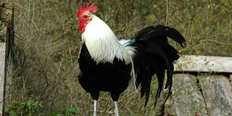 Are No Crow Collars Cruel