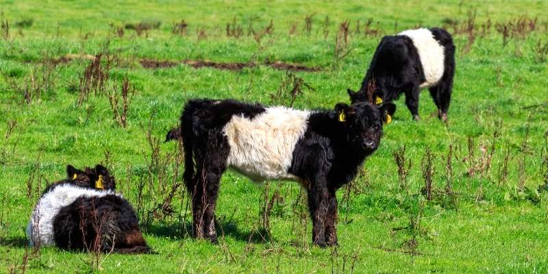 Belted Galloway