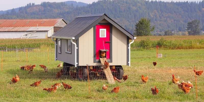 Best Chicken Coop For Six Chickens