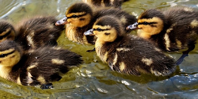 Can Ducks Be Potty Trained