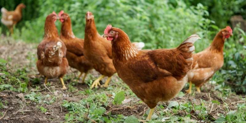 Can Hens Crow Like Roosters