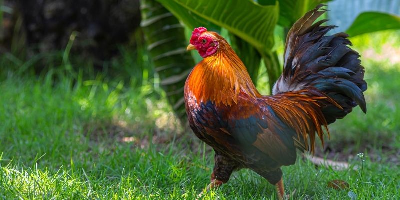 Can You Eat Roosters