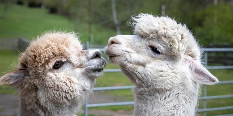 Can You Ride Alpacas