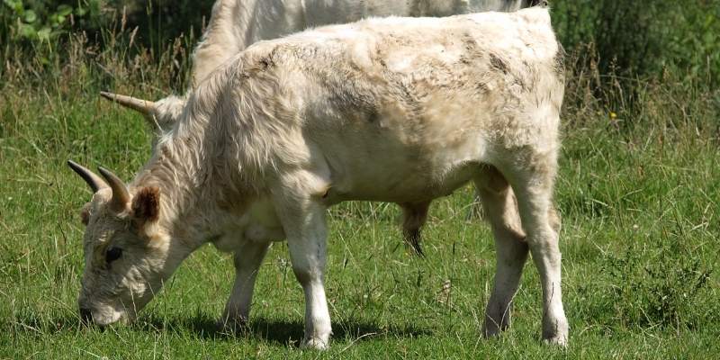 Chillingham-Cattle
