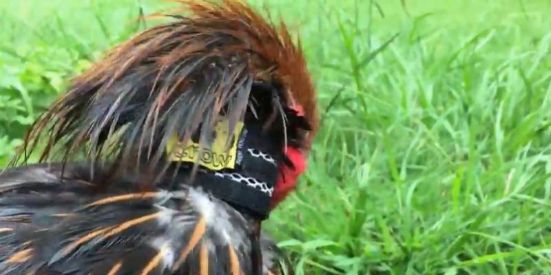 Crow-Collars-Cruel