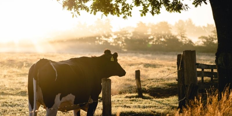 Do Cows Cry