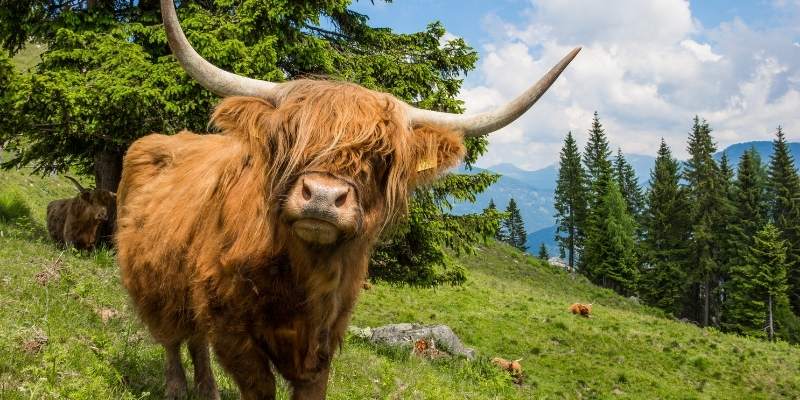 Fluffy Cow Breeds