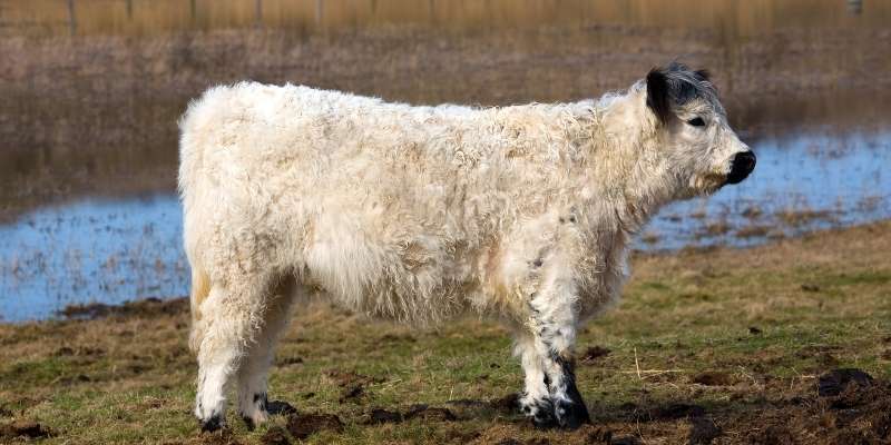 Galloway Cattle