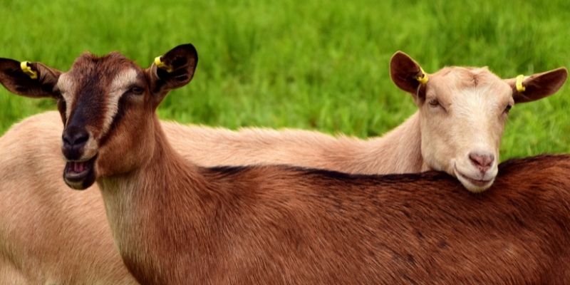 How Much Does A Goat Cost? Price Factors in 2022 Goat-Cost