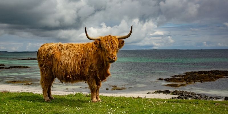 Highland-Cattle
