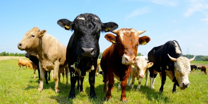 How Many People Can a Cow Feed