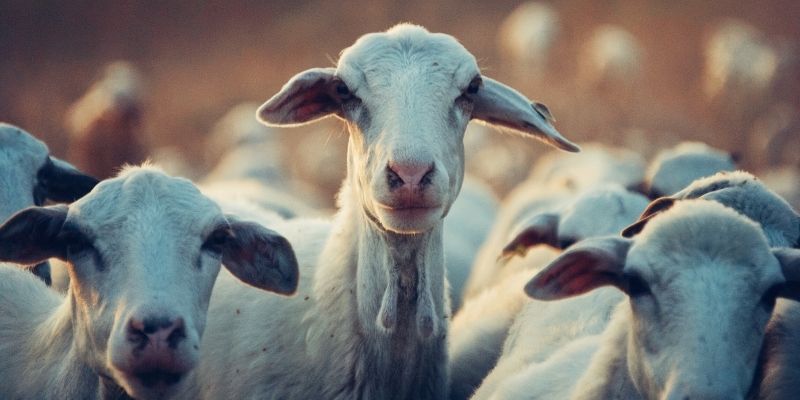 How Much Does A Goat Cost