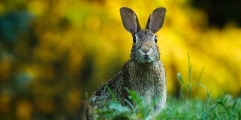 Japanese Bunny Names