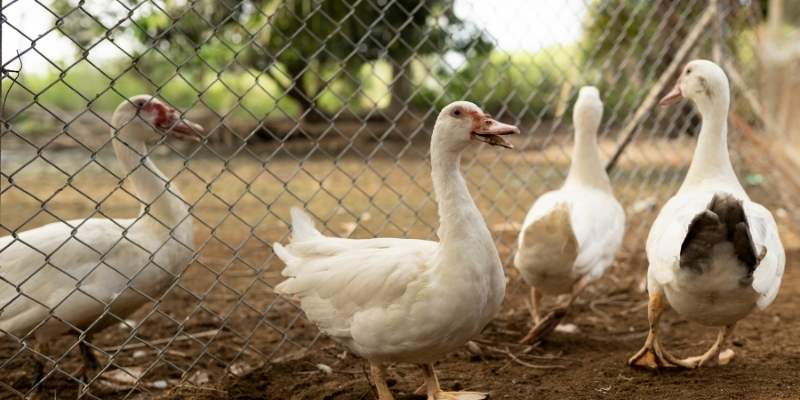 Keep Duck Bedding Dry