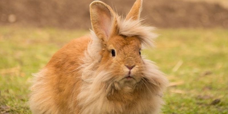 Lionhead Rabbit names