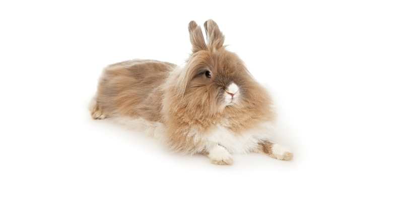 71+ Lionhead Rabbit Names for Male and Female Lionhead rabbit