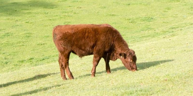 South-Devon-Cattle