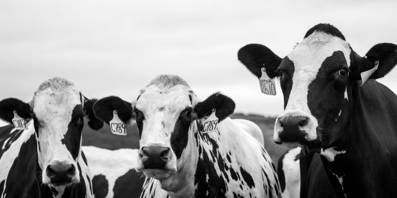 What is A Group of Cows Called
