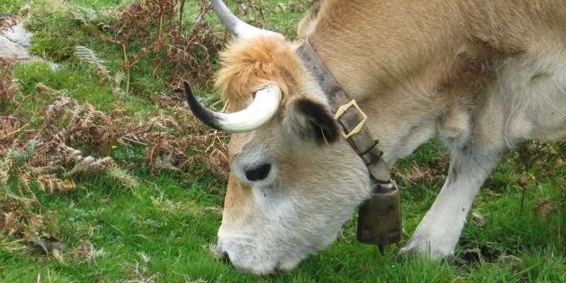 Why Do Cows Wear Bells