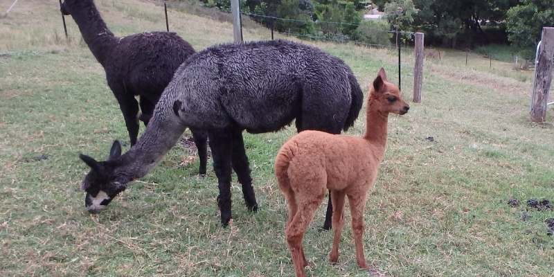 alpacas-riding