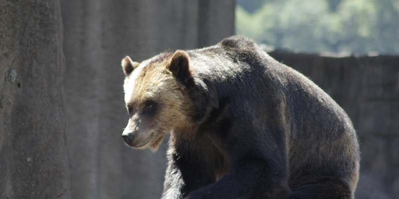bear