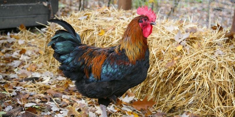 can roosters lay eggs