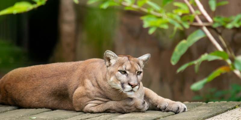cougar